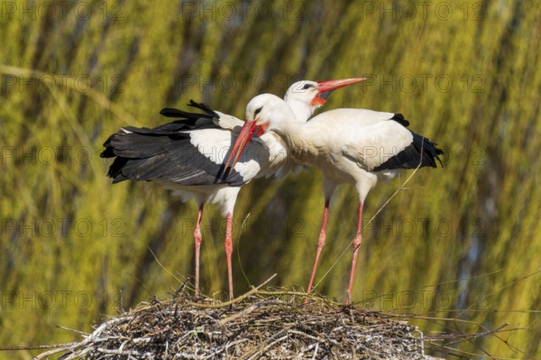 Two storks lean their heads towards each other in the nest, surrounded by willow branches, white