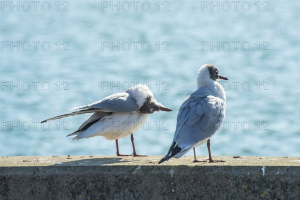 Black-headed gull (Chroicocephalus ridibundus) in winter, sitting on a quay with sparkling sea in