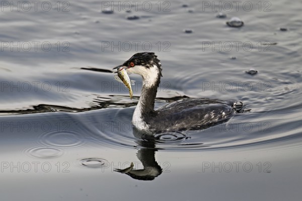 Slavonian grebe (Podiceps auritus), adult, in a white plumage, winter plumage, swimming with a fish