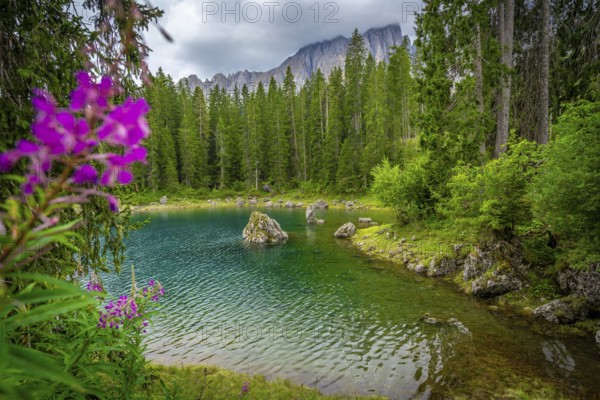 Lake carezza with turquoise water surrounded by fir forest and latemar mountain range in background