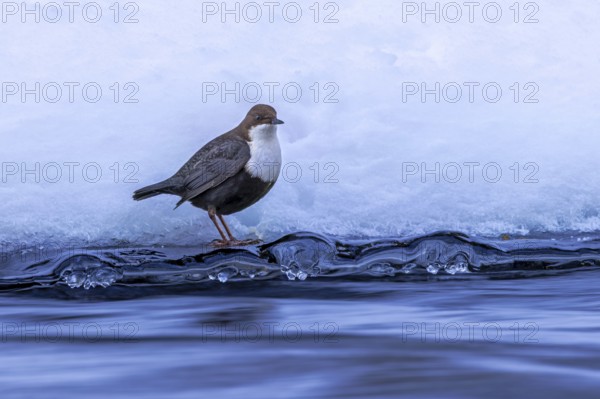 Northern white-throated dipper (Cinclus cinclus cinclus) foraging along frozen stream in winter,