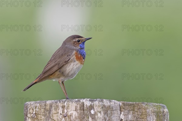 Bluethroat (Luscinia svecica cyanecula), male, on a pasture fence post, wildlife, Lembruch, Ochsen
