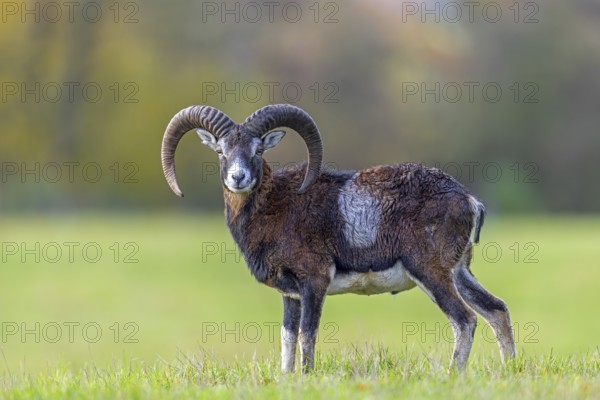 European mouflon (Ovis aries musimon, Ovis gmelini musimon) ram, male with big horns in grassland