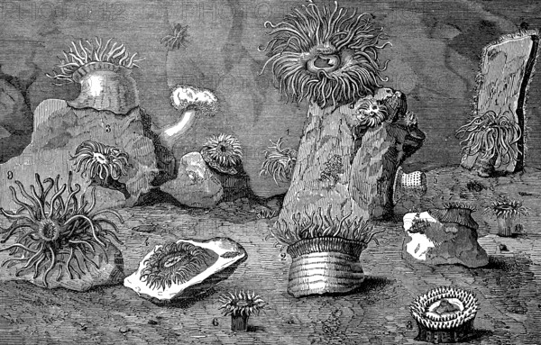 Sea anemones, Actiniaria, also water lilies, sea lilies or actinia, illustration from 1874,
