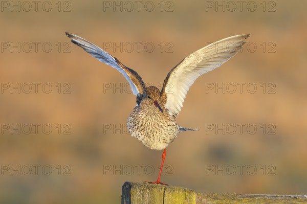 Redshank, (Tringa totanus), in breeding plumage, standing on one leg, wildlife, animals, birds,