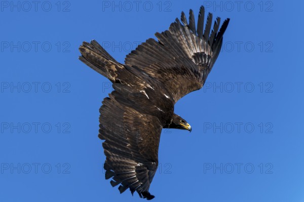 View of a large bird with outstretched wings under a blue sky, Steppe Eagle (Aquila nipalensis),