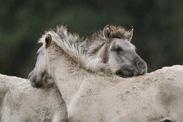 Dülmen wild horses, foals, Merfelder Bruch, Dülmen, North Rhine-Westphalia, Germany, Europe