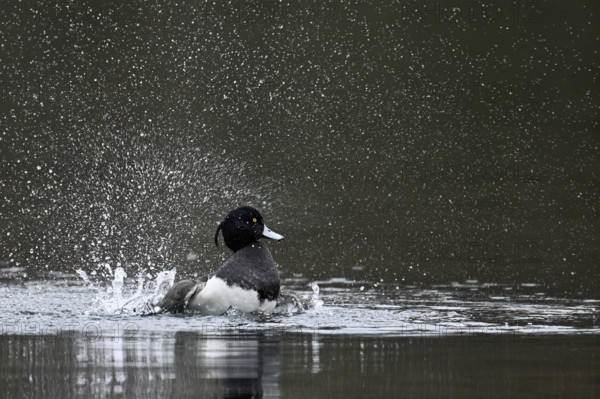 Tufted Duck (Aythya fuligula), male during plumage care, Rootsee, Canton Lucerne, Switzerland,