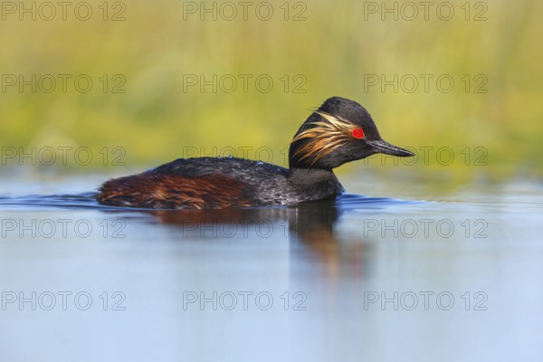 Black-necked grebe (Podiceps nigricollis), swimming in the water, Hides de El Taray / Floating Hid,