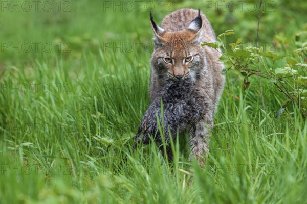 Hunting Eurasian lynx (Lynx lynx) walking with caught muskrat (Ondatra zibethicus) prey in its