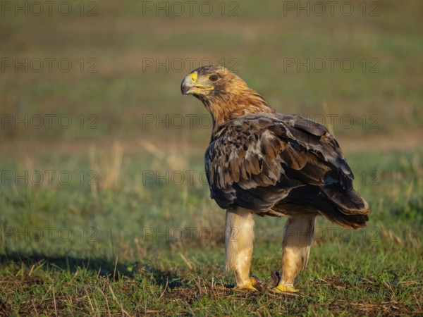 Spanish imperial eagle (Aquila adalberti), El Millaron Imperial Eagle Hid, Salorino, Extremadura