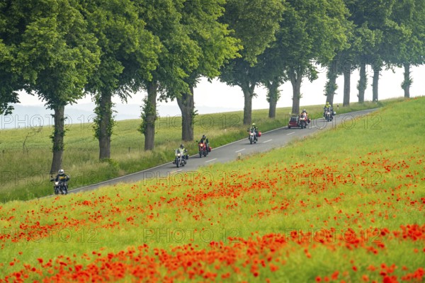 Country road near Warstein, row of trees, cornfield with blooming poppies, Sauerland, North