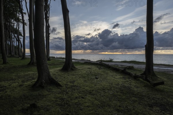 Beech forest (Fagus sylvatica), Ghost Forest Nienhagen, Mecklenburg-Western Pomerania, Germany,