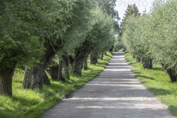Old pollarded willow, willow (Salix viminalis), Poel Island, Mecklenburg-Western Pomerania,