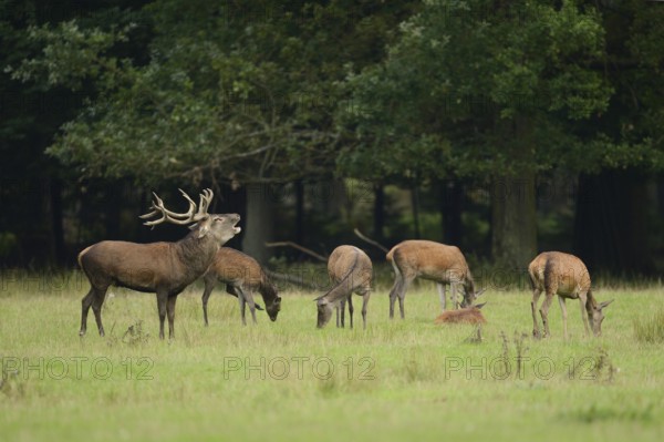 Red deer (Cervus elaphus) male roaring in a pack of female at the edge of the woods, Germany,