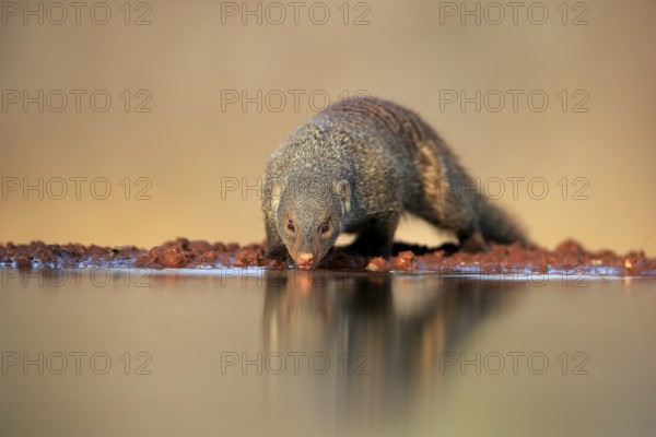 Zebra mongoose (Mungos mungo), adult, at the water, drinking, Kruger National Park, Kruger National