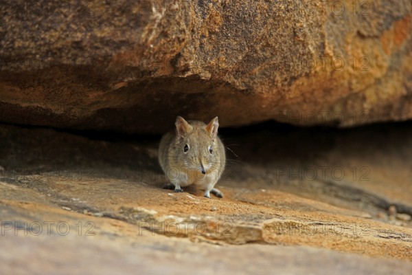 Short-eared elephant shrew, (Macroscelides probosideus), adult, foraging, Mountain Zebra National