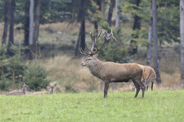 Red deer (Cervus elaphus) in mating season, capital stag with hinds in a forest clearing, wildlife,