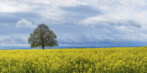 Lime tree (Tilia) on the Hödinger Berg, Hödingen, Lake Constance district, Upper Swabia,