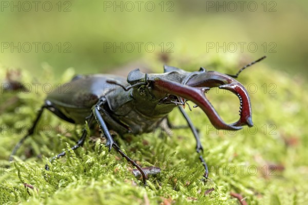 Stag beetle (Lucanus cervus), horned beetle, fire beetle, male with large mandibles, upper jaw,