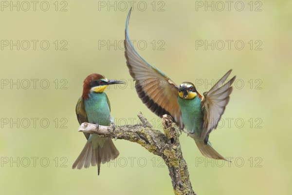 Bee-eater (Merops apiaster), pair, a bird approaching with a bumblebee in its beak, Wildlife, Lake
