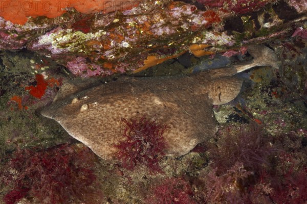 Underwater photo of a marbled electric ray (Torpedo marmorata) resting between colourful rocks and
