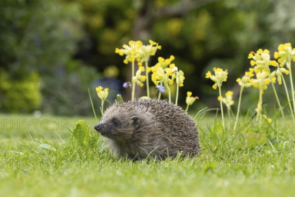 European hedgehog (Erinaceus europaeus) adult animal on a garden grass lawn next to flowering