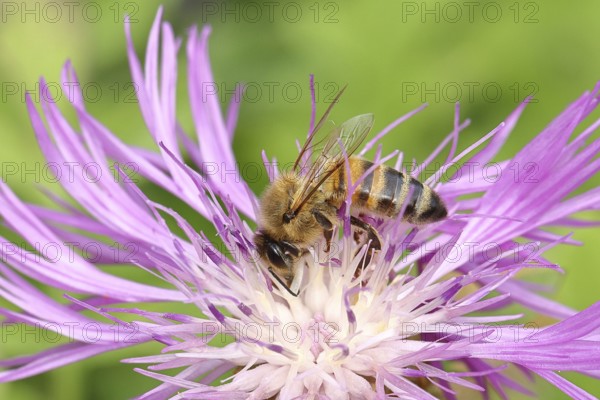 European honey bee (Apis mellifera), collecting nectar from a flower of the meadow knapweed or