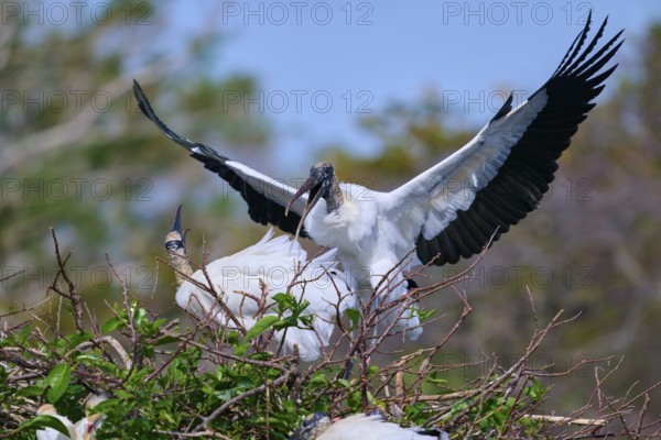Wood Stork (Mycteria americana), with spread wings perches on a nest made of branches in a natural