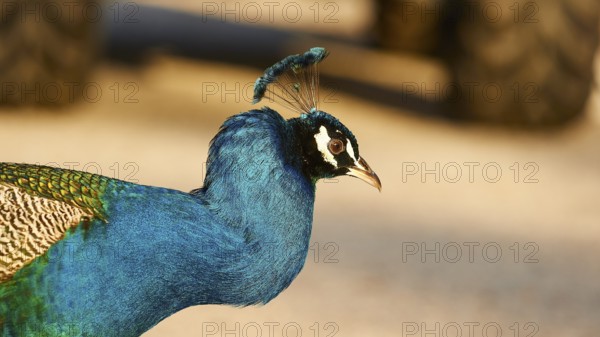 Side view of a peacock (pavo) with bright blue and green feathers, the fine details are clearly
