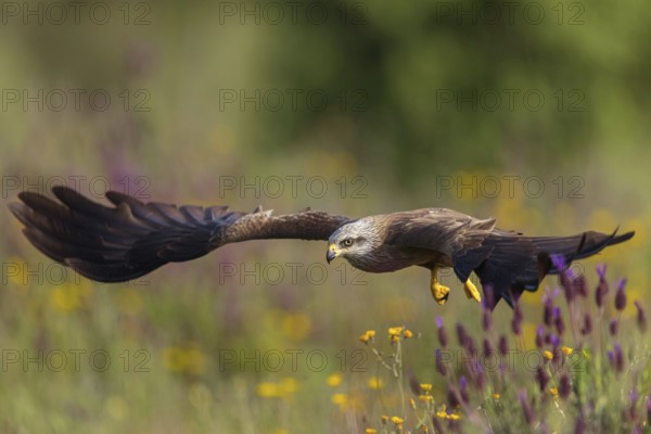 Black kite (Milvus migrans), flight photo, Hides De Calera / Steppe Raptors, Nussloch, Castilla La