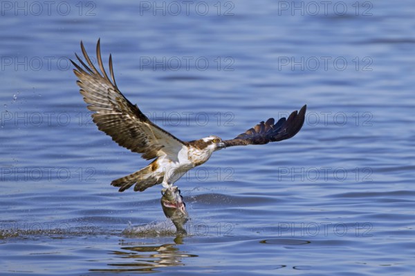 Western osprey (Pandion haliaetus) catching fish in its talons from water surface of lake in late