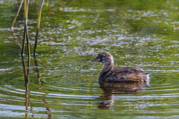 Little grebe, dabchick (Tachybaptus ruficollis, Podiceps ruficollis) juvenile swimming in pond