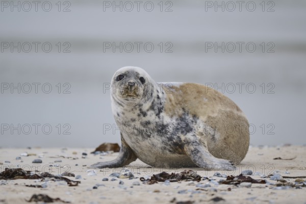 Grey seal (Halichoerus grypus) lying on the beach, Düne, Helgoland, Schleswig-Holstein, Germany,
