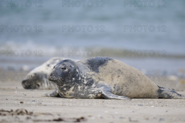 Grey seal (Halichoerus grypus) lying on the beach, Düne, Helgoland, Schleswig-Holstein, Germany,