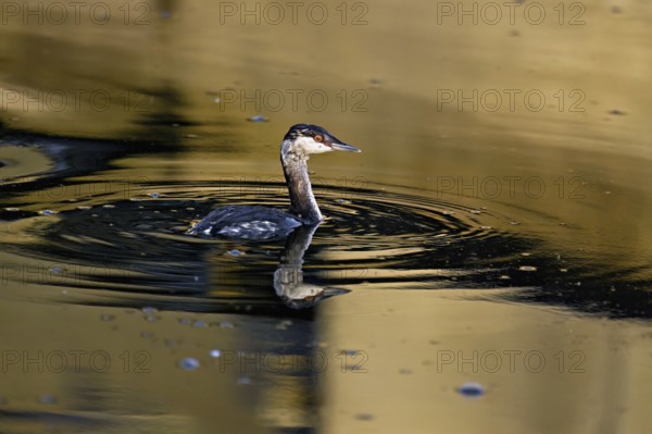 Slavonian grebe (Podiceps auritus), adult, in a white plumage, winter plumage, swimming in Lake