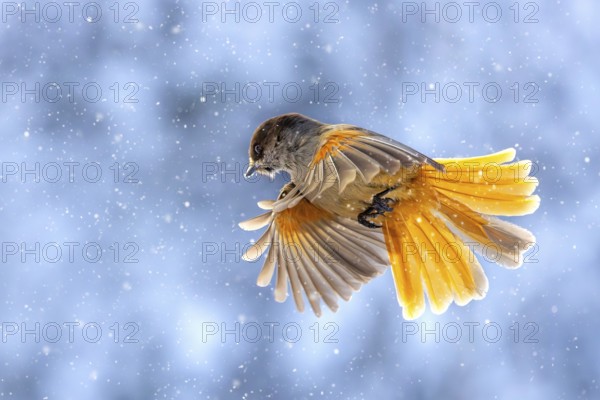 Siberian jay (Perisoreus infaustus, Corvus infaustus) in flight during snowfall in snow covered