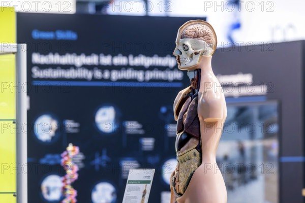 Human body model with muscles and organs for biology lessons. Scientific teaching aid from Hedinger