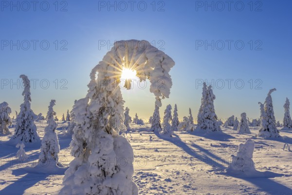Tykky forest, snow covered spruce trees on the taiga in winter, Riisitunturi National Park in