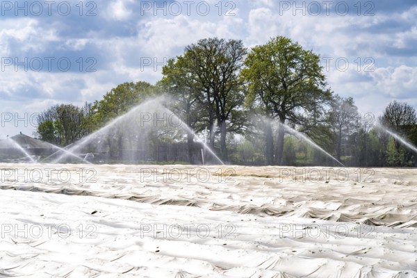 Irrigation of strawberries, field cultivation, on the Lower Rhine near Alpen North