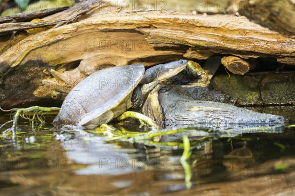 Austro-South American side-neck turtle (Chelodina mccordi) beside a little lake, captive, Germany,