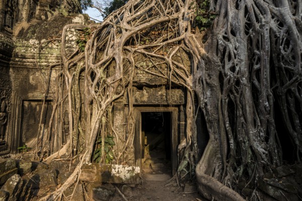 Ta Prohm, Angkor Wat, Angkor, UNESCO World Heritage Site, Siem Reap, Cambodia, Indochina, Southeast