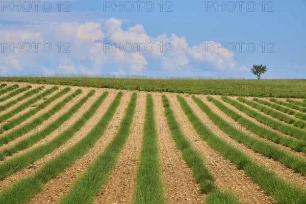 Lavender field (Lavandula), meadow, tree and clouds in the sky, summer, Valensole,