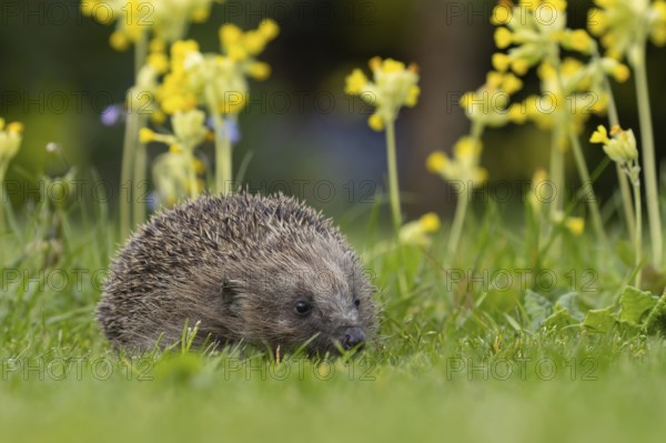 European hedgehog (Erinaceus europaeus) adult animal on an urban garden grass lawn in the spring
