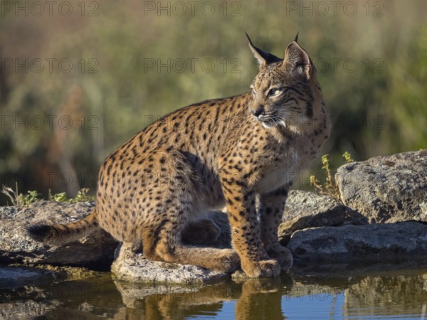 Iberian lynx (Lynx pardinus), drinking water at the waterhole, Hides De Calera / Lynx Hide, Calera