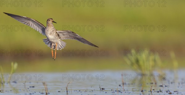 Ruff (Philomachus pugnax), female in flight, Narew, Bialystok, Podlasie, Poland, Europe
