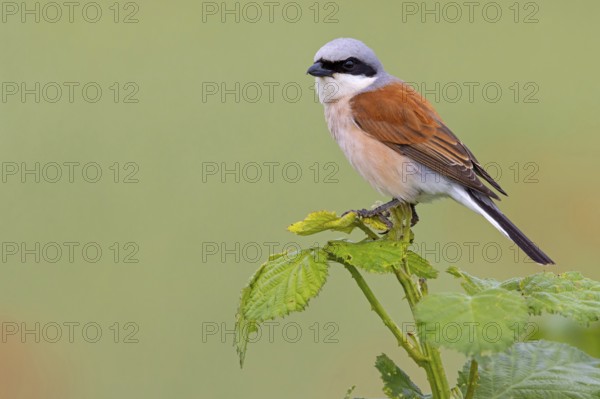 Red-backed shrike, red-backed shrike, thorn-backed shrike, family of shrikes, (Lanius collurio),