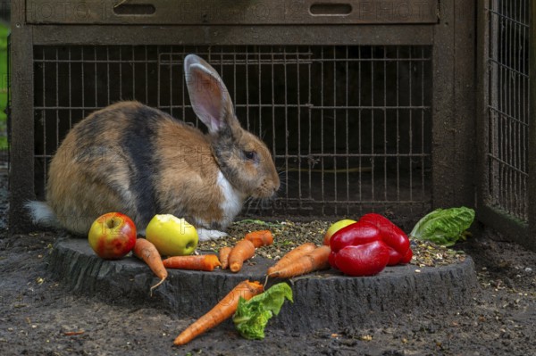 Continental giant, German giant, Flemish giant, very large breed of domestic rabbit eating carrots,