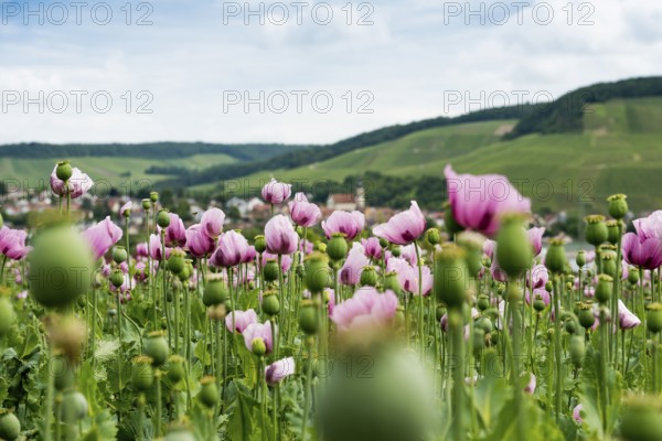 Opium poppy (Papaver somniferum), opium poppy field, Erlenbach, near Heilbronn, Baden-Württemberg,