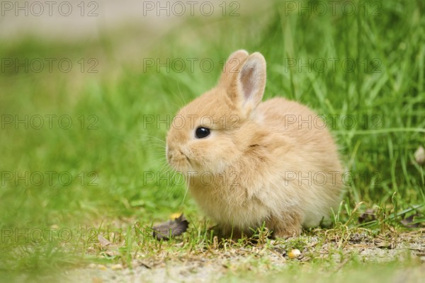 Domesticated rabbit (Oryctolagus cuniculus domesticus) cub on a meadow, Franconia, Bavaria,